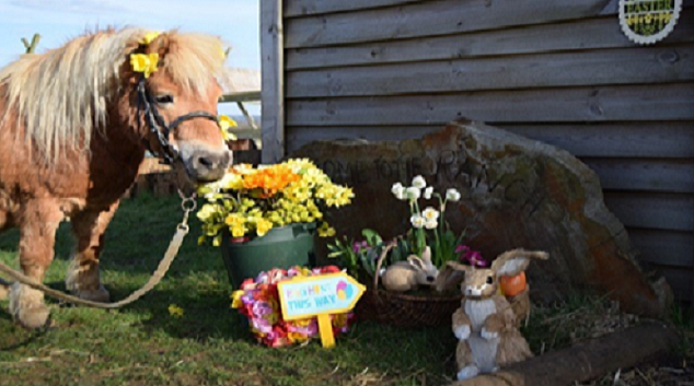 Wapley stables own a pony days
