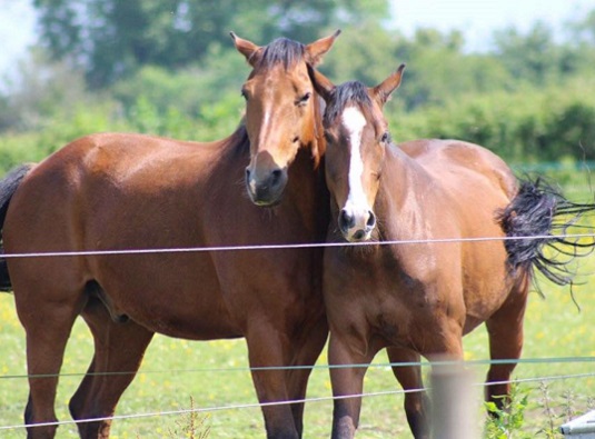 Horses in field at Wapley Stables