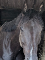 Sid at wapley stables