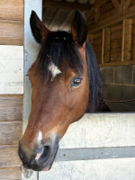 Bubbles at Wapley Stables