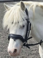 MIckey at Wapley Stables