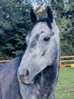Red at Wapley Stables